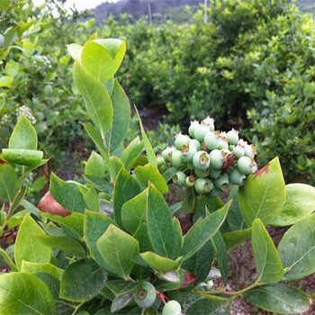 夏普蓝蓝莓苗品种介绍购买标准
