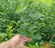 绿宝石蓝莓苗品种介绍购买标准图片5