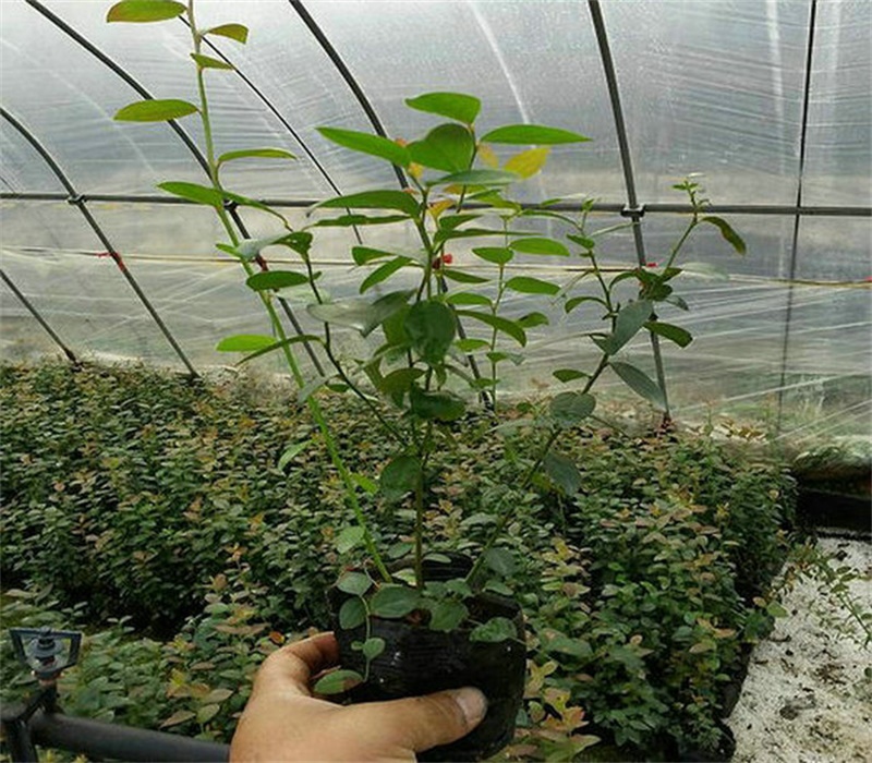 蓝金蓝莓苗品种介绍种植	