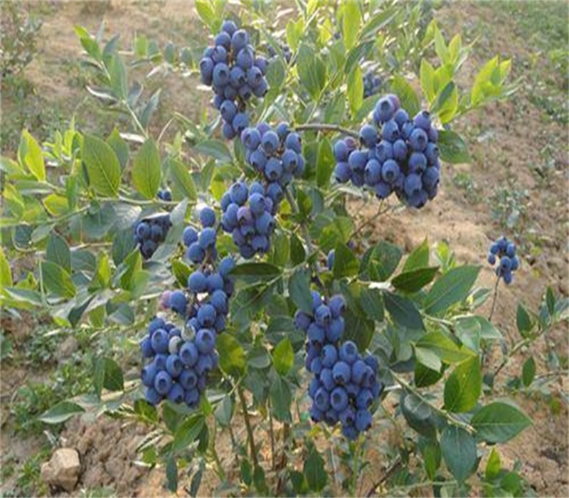 5年莱格西蓝莓苗当年栽树当年结果	