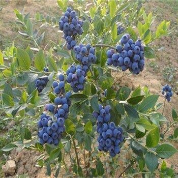 北高丛蓝莓品种介绍购买标准