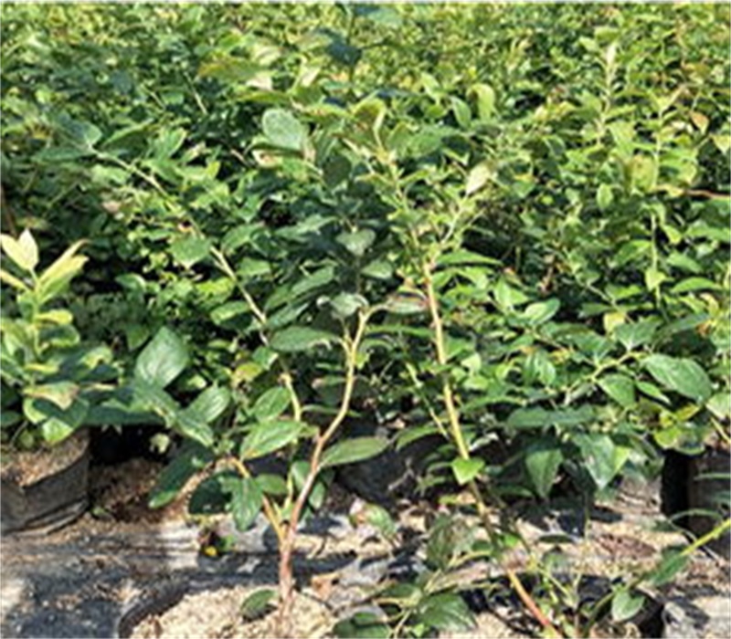 南高丛蓝莓品种介绍品种嫁接	