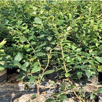 5年绿宝石蓝莓苗卖地栽蓝莓苗