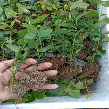 蓝金蓝莓苗品种介绍种植