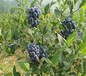 薄雾蓝莓苗品种介绍繁育基地