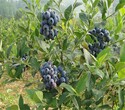 蓝丰蓝莓苗品种介绍品种嫁接图片