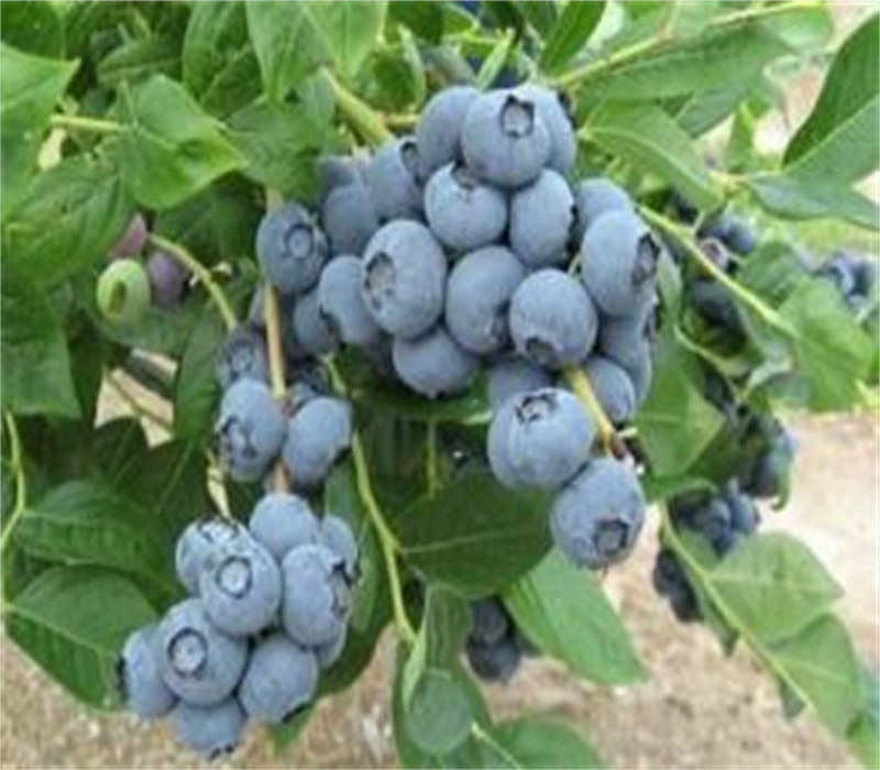 优瑞卡蓝莓苗新品种当年结果带果发货授粉品种搭配