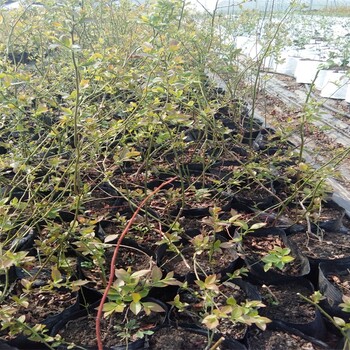 5年莱格西蓝莓苗当年栽树当年结果