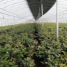 4年薄雾蓝莓卖地栽蓝莓苗泰安大型蓝莓苗基地图片