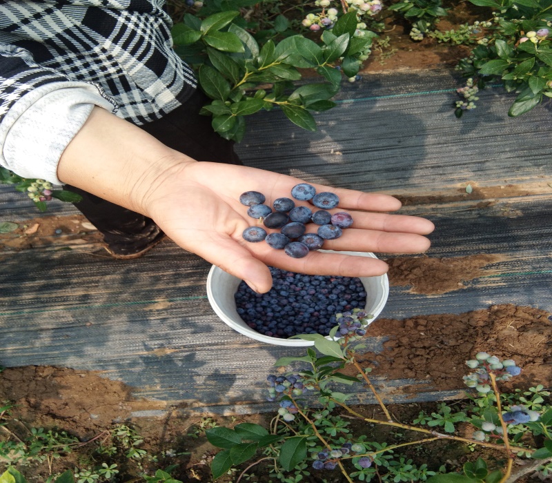 5年夏普蓝蓝莓苗结果早丰产性强