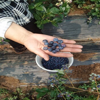 南高丛蓝莓品种介绍品种嫁接