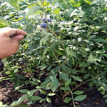 蓝金蓝莓苗品种介绍品种介绍