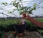 夏普蓝蓝莓苗品种介绍出售价格