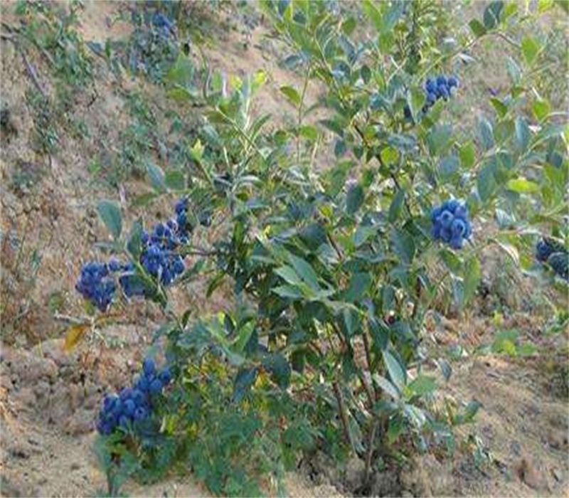 5年蓝宝石蓝莓苗种植要领	