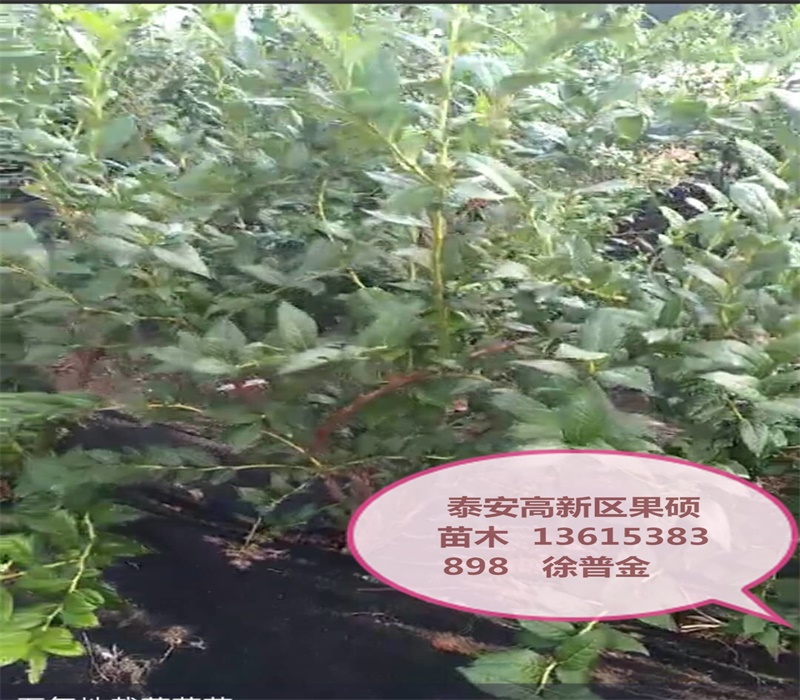 奥尼尔蓝莓苗品种介绍品种介绍	