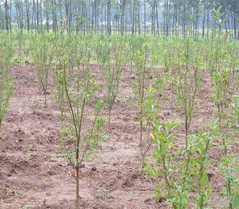 河阴大白甜石榴种植技术黑石榴苗