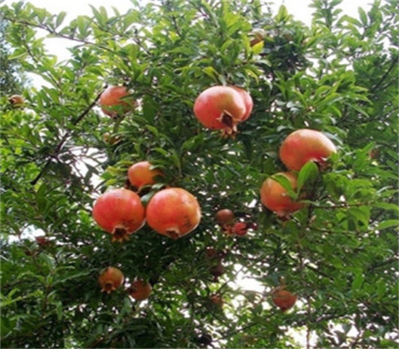 河阴大白甜石榴种植技术黑石榴苗