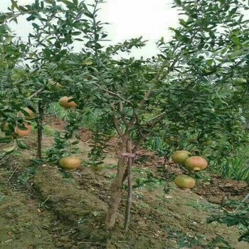 彩花石榴苗石榴苗种植基地盆栽石榴苗