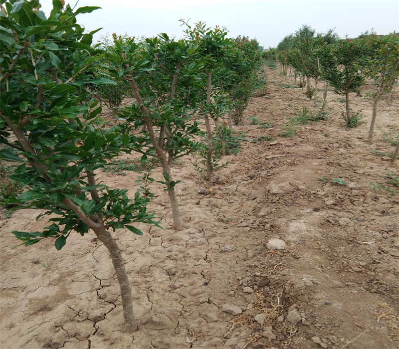 河阴大白甜石榴基地大量出售石榴苗石榴苗价格