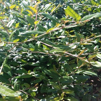 蒙阳红石榴苗目前好的品种突尼斯石榴苗