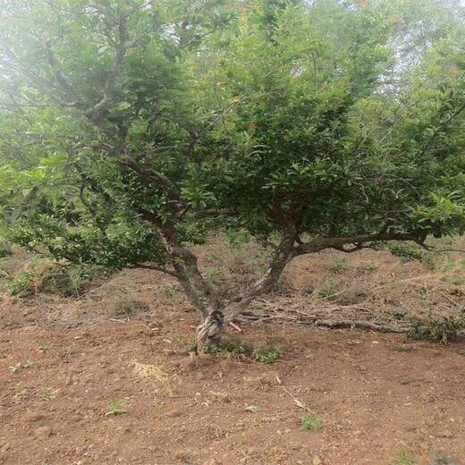 河阴软籽石榴苗基地大量出售石榴苗批发石榴苗