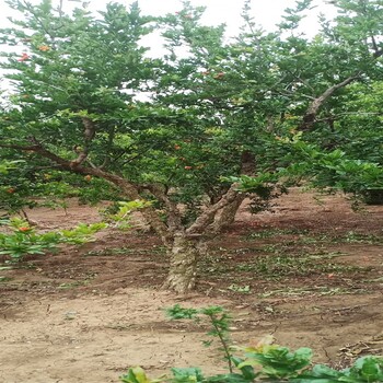 泰山大红石榴石榴苗基地大量出售石榴苗无籽水晶石榴苗