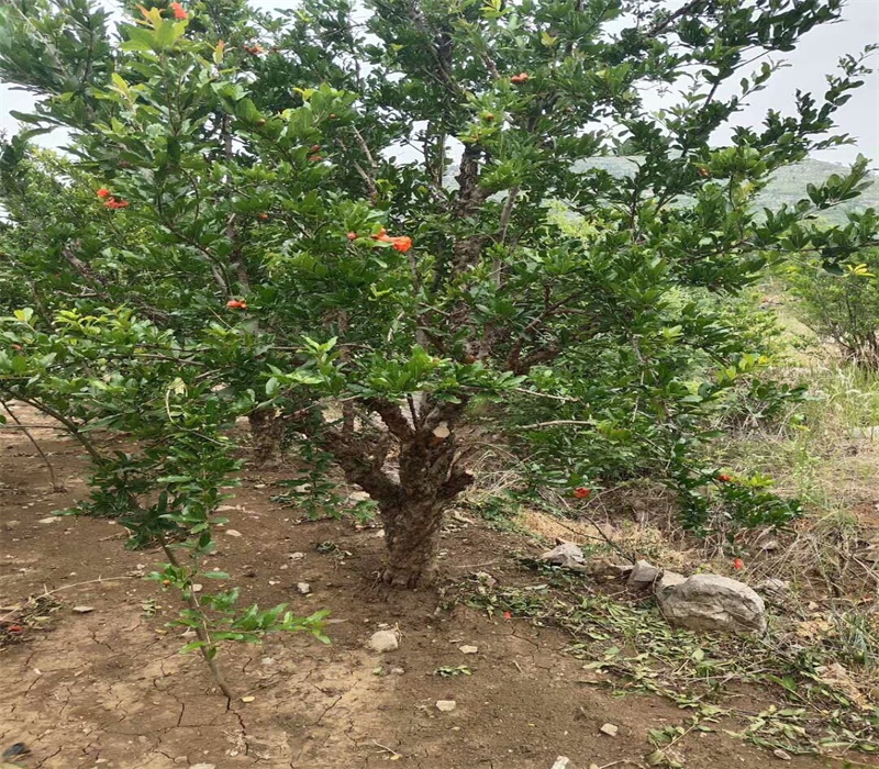 大青皮甜石榴苗基地大量出售石榴苗突尼斯石榴苗