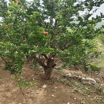 甘肃8公分突尼斯软籽石榴山东石榴树苗基地牡丹花石榴苗价格