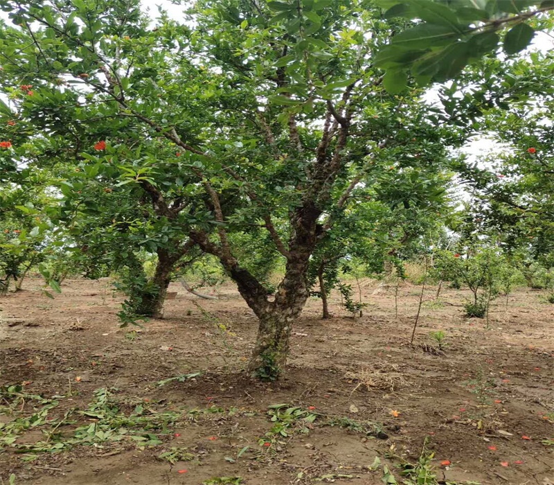 白石榴石榴苗石榴苗种植基地黑石榴苗