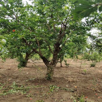 黑籽石榴树苗石榴苗种植基地石榴苗批发