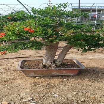 彩花石榴苗石榴苗种植基地石榴苗批发