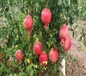 泰山大红石榴石榴苗目前好的品种批发石榴苗
