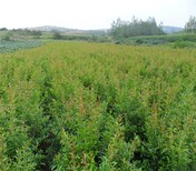 黑籽石榴树苗目前好的品种突尼斯石榴苗图片1