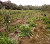 黑籽石榴树苗目前好的品种突尼斯石榴苗图片3