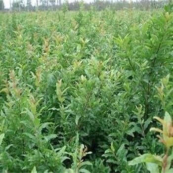 白石榴石榴苗种植技术无籽石榴苗价格