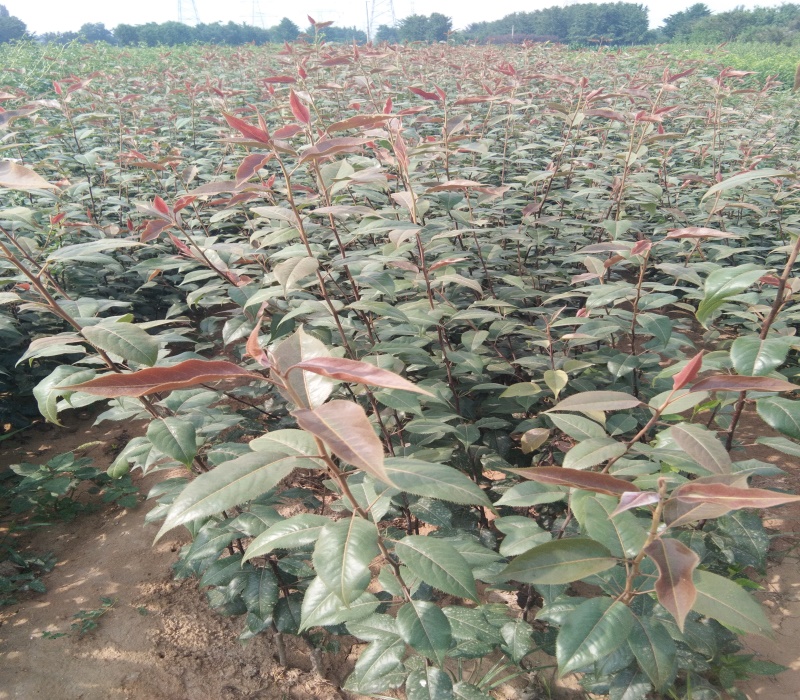 3公分香红梨树苗梨树苗几月份种植好梨树苗只选果硕苗木