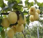 两公分玉露香梨树苗好吃的梨树新品种红梨梨树苗