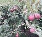 两公分香红梨树苗品种全质量好红梨梨树苗