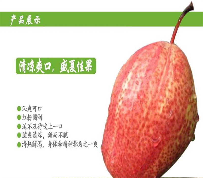 3公分全红梨树苗泰安果硕苗木梨树苗红梨品种介绍