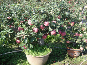 鸡心果苹果苗基地批发价格	适合种植的苹果苗品种