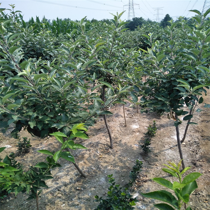 鸡心果苹果苗种植基地	种植技术免费提供		