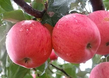 柱状苹果树品种选择	适合种植的苹果苗品种图片1