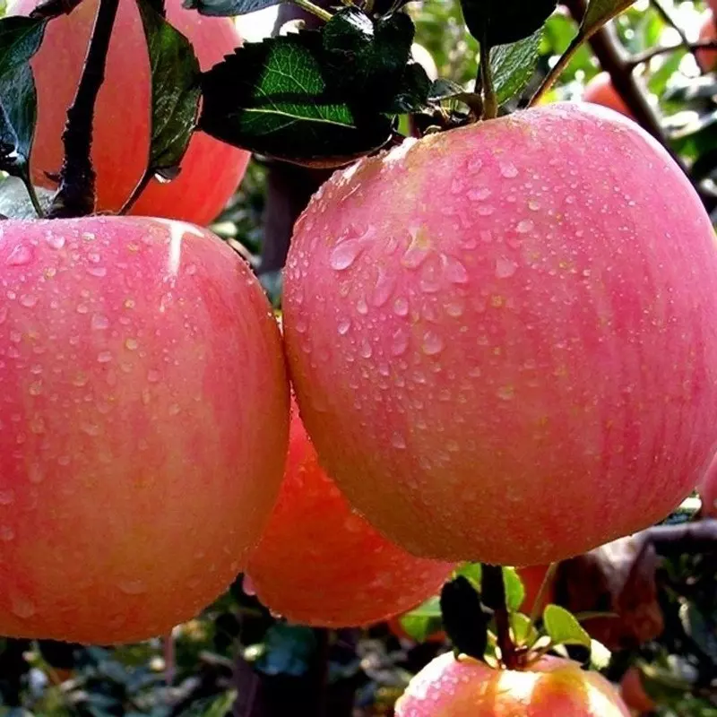 柱状苹果树品种选择	适合种植的苹果苗品种