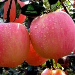 柱状苹果树品种选择	适合种植的苹果苗品种图片2