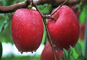 华硕苹果树苗品种介绍	几年可以结果		