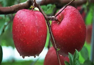 3公分苹果树苗水蜜桃苹果苗好品种介绍