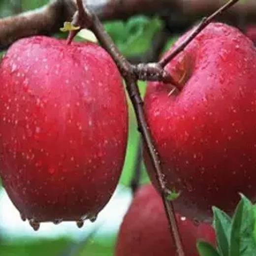 5公分苹果树品种介绍	品种的详细介绍