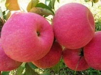 柱状苹果树品种选择	适合种植的苹果苗品种图片4
