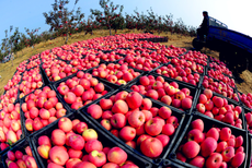 柱状苹果树品种选择	适合种植的苹果苗品种图片5