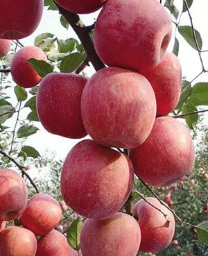 5公分苹果树品种选择	质量好价格优服务到		